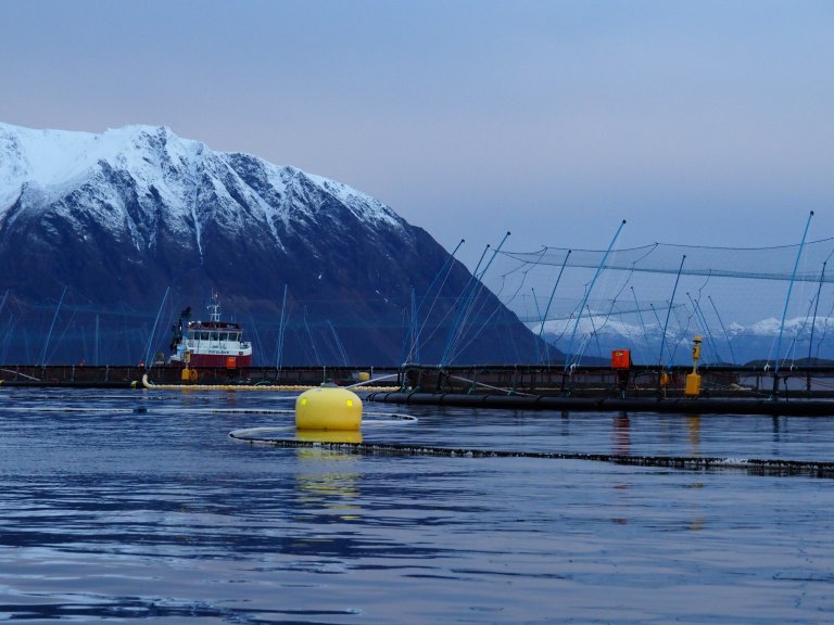 Algae: bloom drives sharp mortality spike in southern Norway