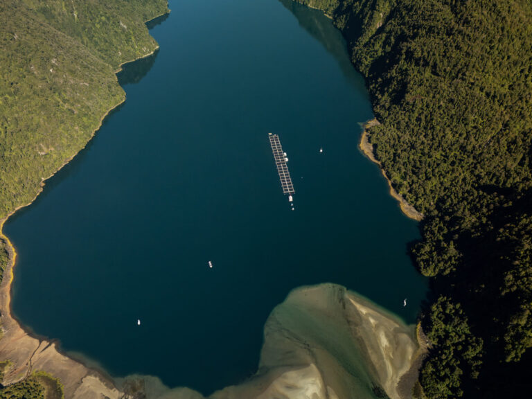 SalmonChile: new regulation clears path for seaweed at salmon farms