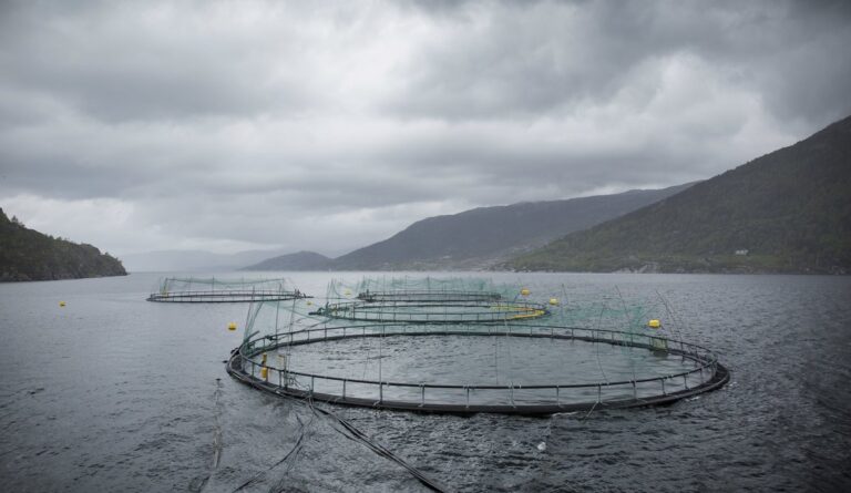 Sea lice: New IMR report highlights role of currents and temperature