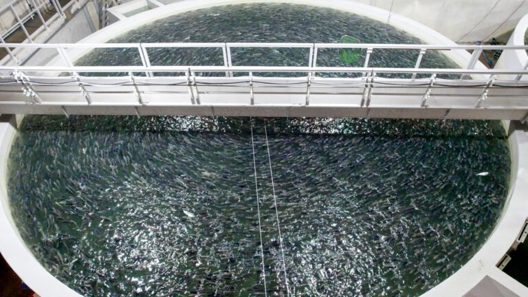Hatch Blue: report highlights Germany’s aquaculture growth barriers