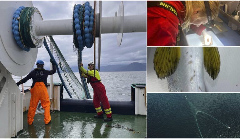 Study: Scottish sea lice play limited role on wild salmon post-smolt