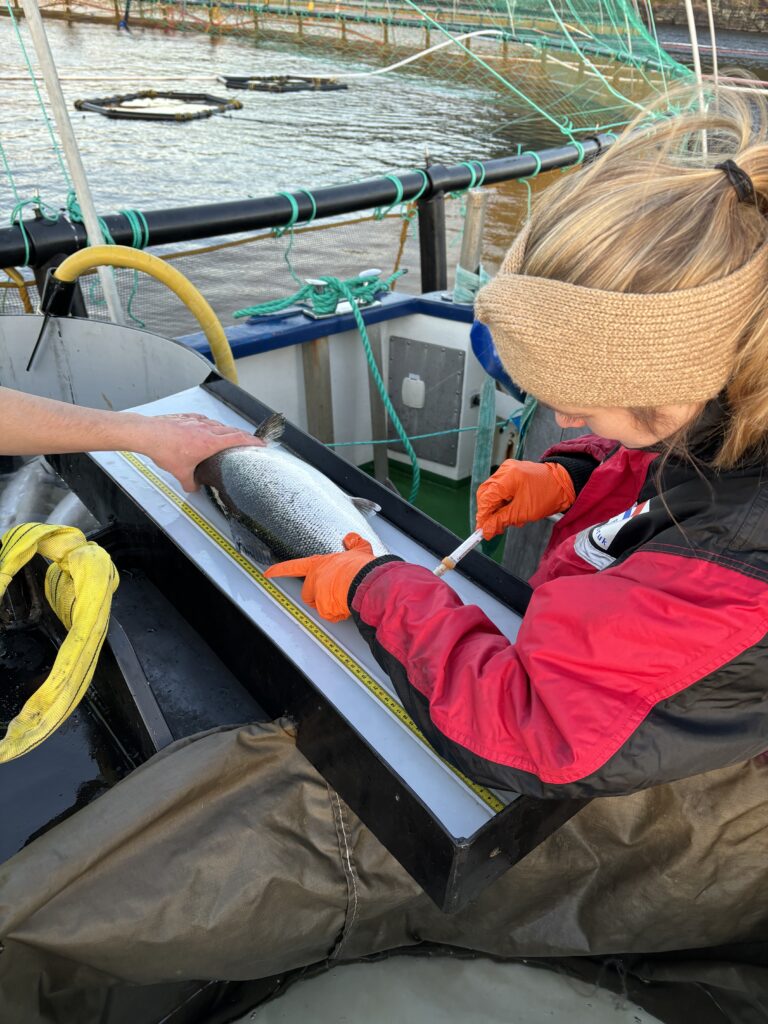 Mattilsynet: clears WellFish Tech’s non-lethal salmon blood testing method