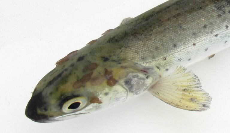 Institute of Marine Research: launches annual sea lice monitoring programme