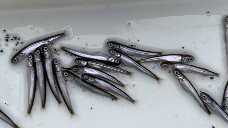 Study: highlights ecological role of invasive pink salmon fry