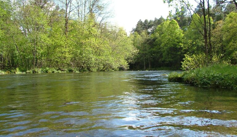 Norway: survey points to limited escaped salmon presence in wild rivers