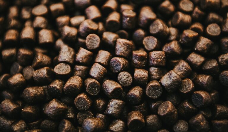 IMR: study examines PFAS in salmon feed supply chain