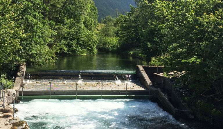 Wild salmon: research finds limited impact from farmed fish genes