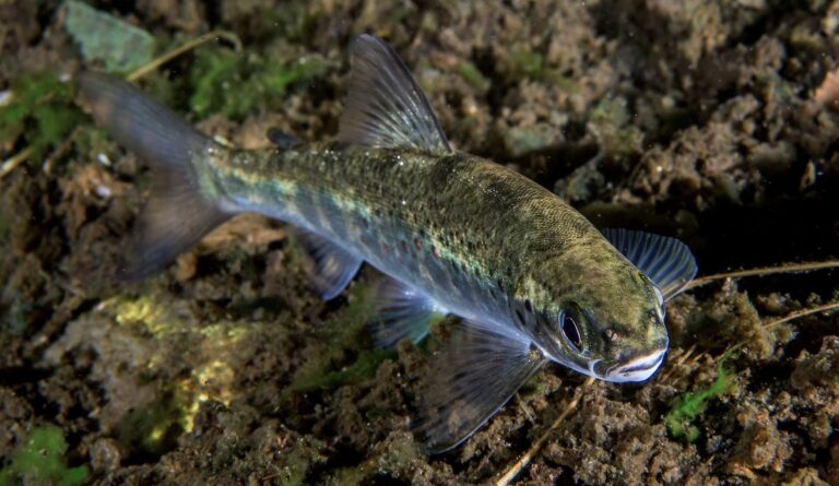 IMR: little evidence of virus transmission to migrating wild salmon